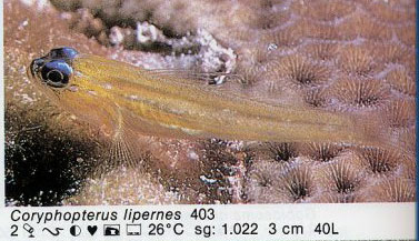 Coryphopterus lipernes